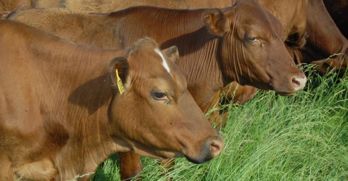 Породистая скотина