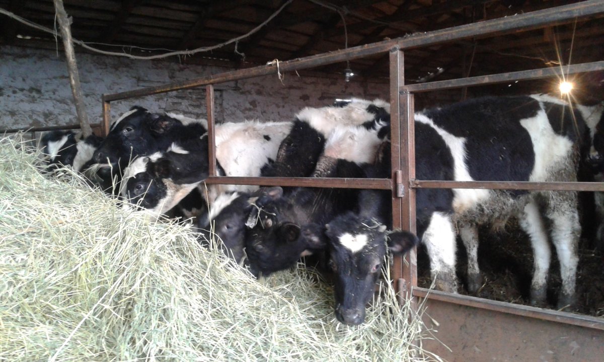 Откорм Бычков