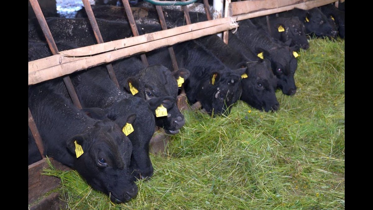 Откормочные бычки