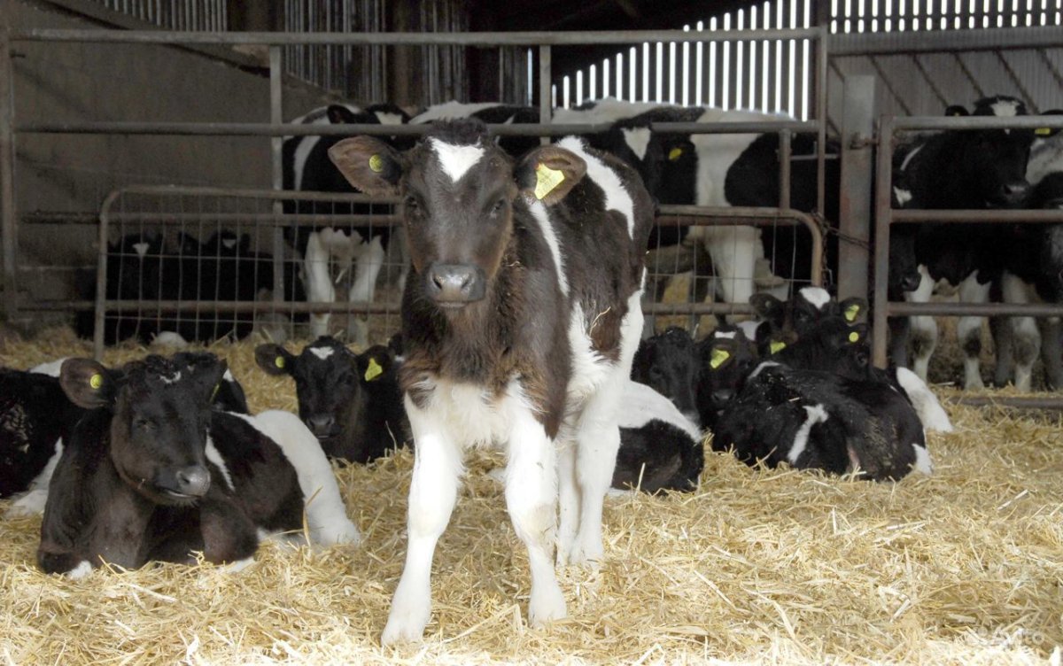 Телята бычки