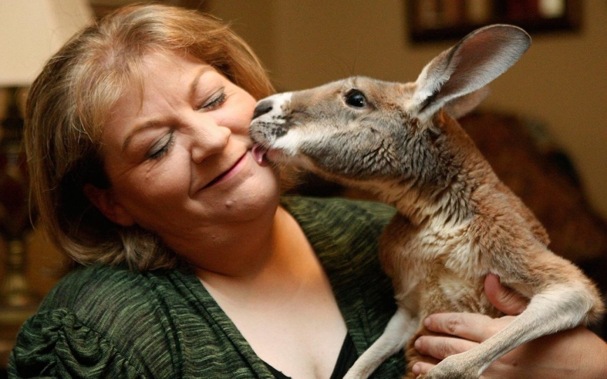 Декоративные домашние зверьки