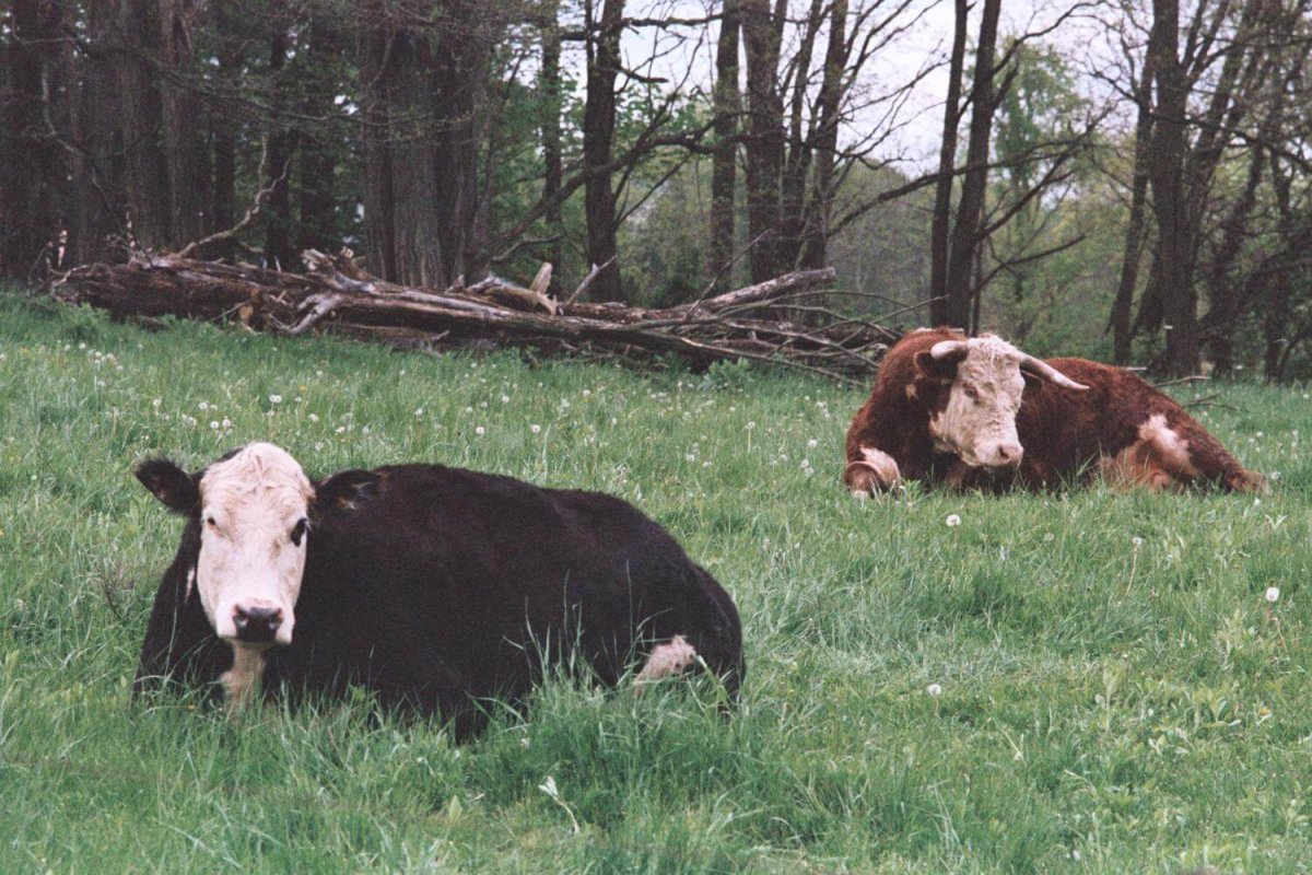 Телята растут, превращаются в коров,