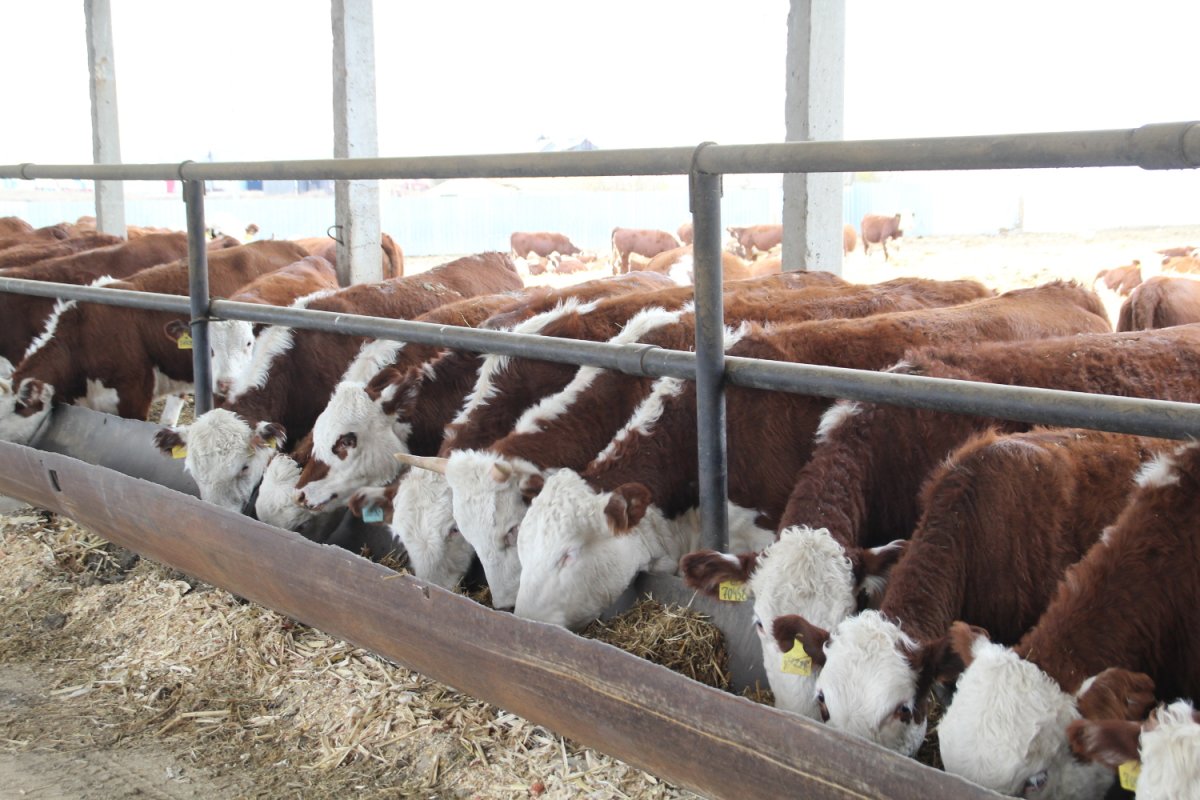 Ферма Герефорд