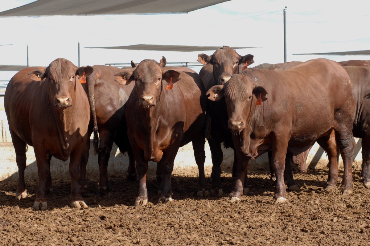 Откормочная ферма КРС