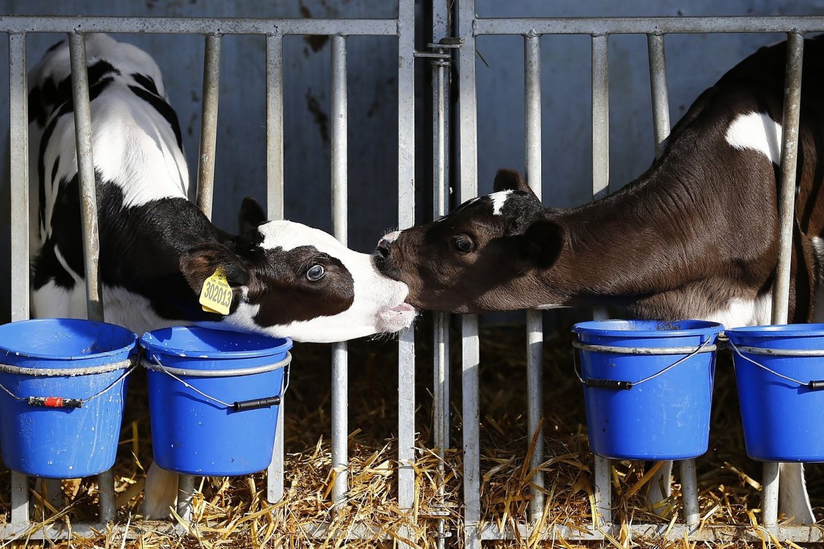 Телята на ферме