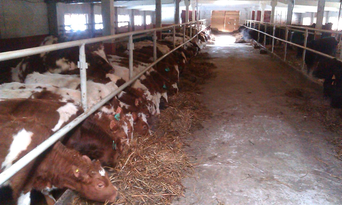 Откорм Бычков на мясо