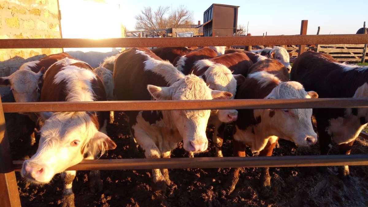 Фермы бычки