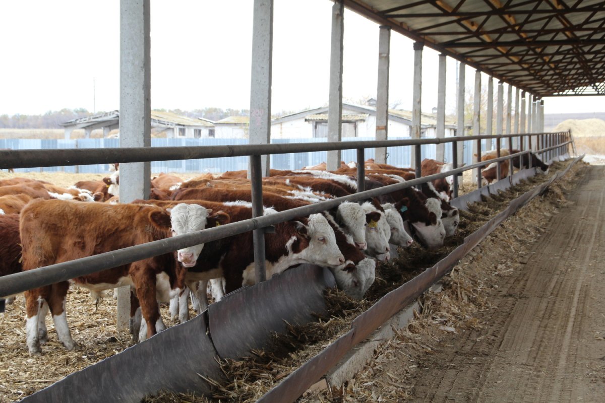 Ферма Герефорд