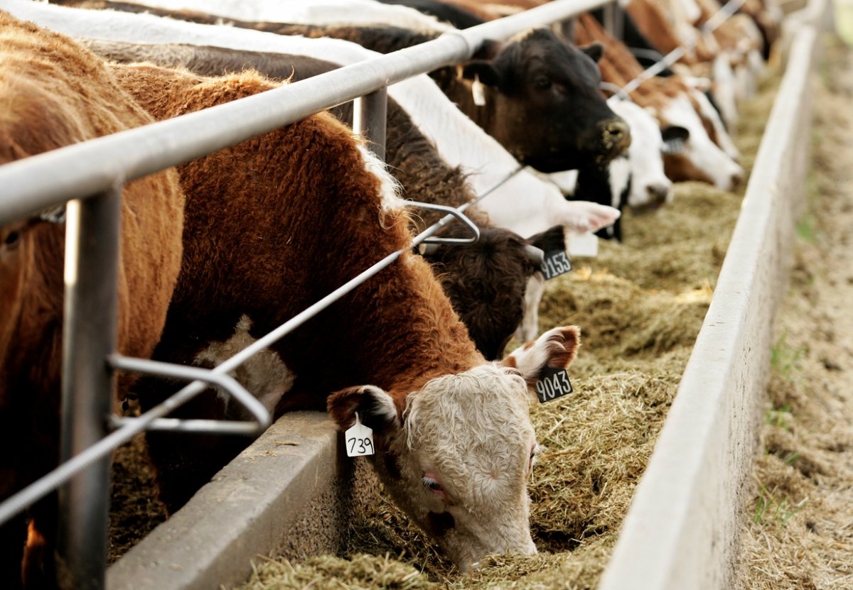 Кормовая база животноводства