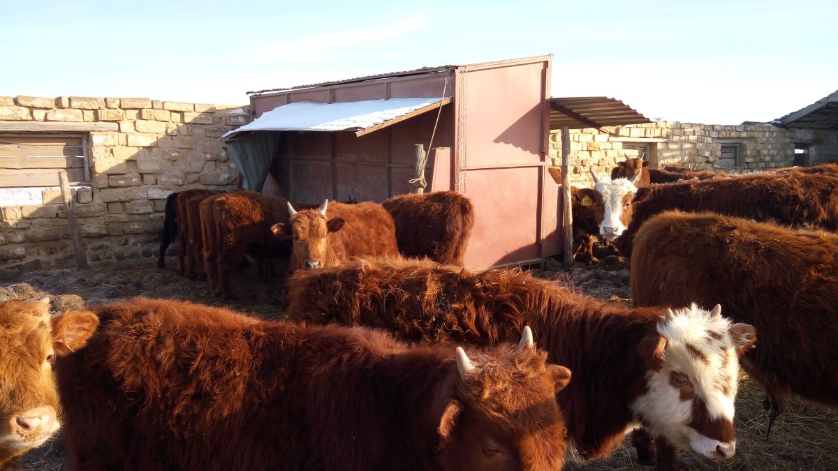 Частная ферма Быков