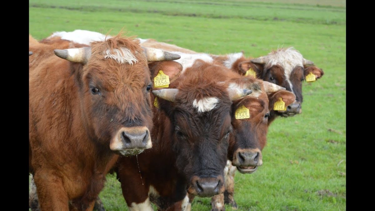 Молодые бычки