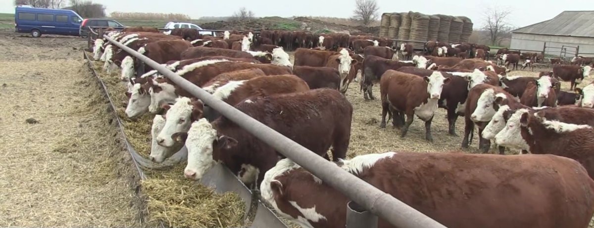 Откорм и нагул крупного рогатого скота