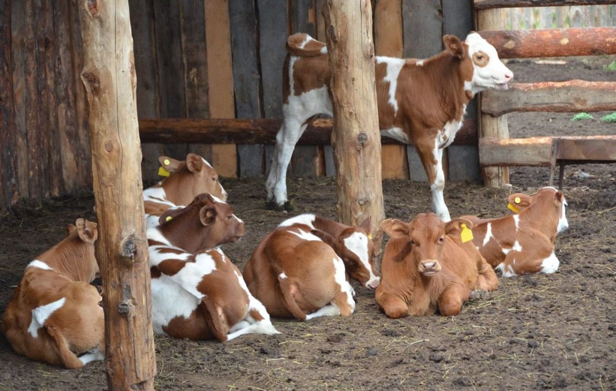 Фермы бычки