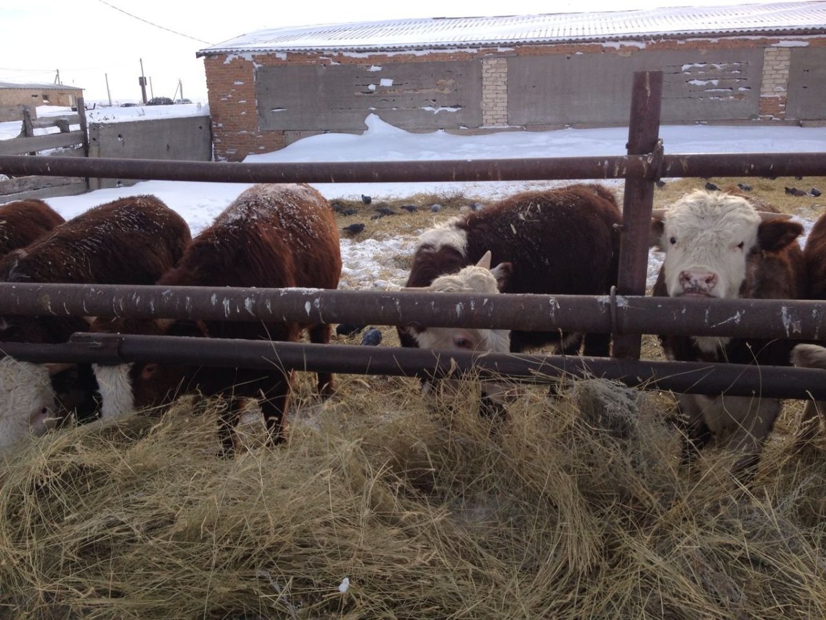 Откормленные бычки