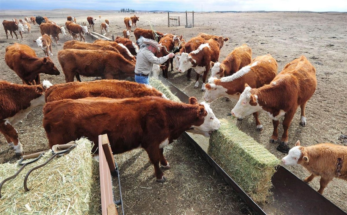 Откормочная площадка для КРС США