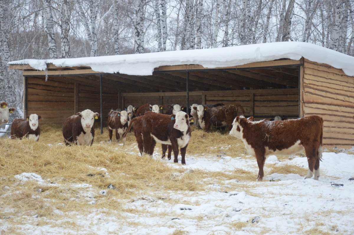 Навес для коров