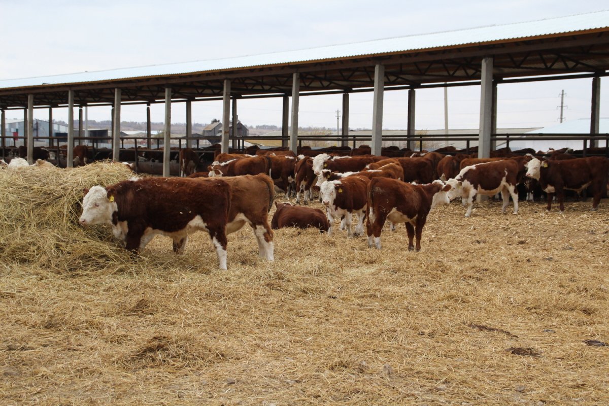 Откормочные площадки для КРС Казахстан