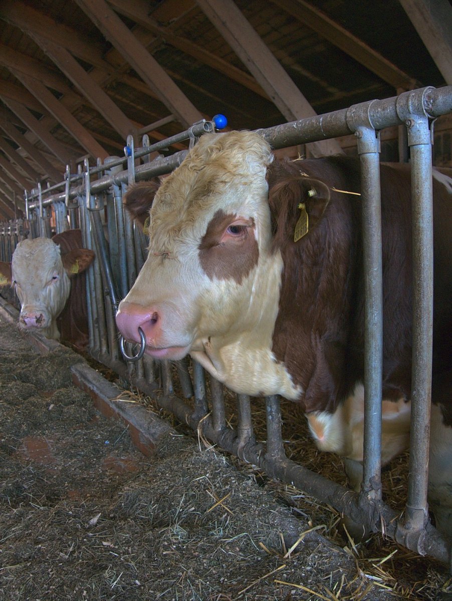 Коровы на ферме