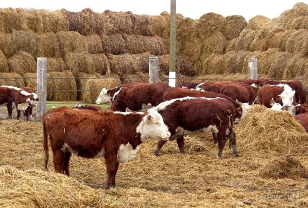Откорм герефордов Бычков