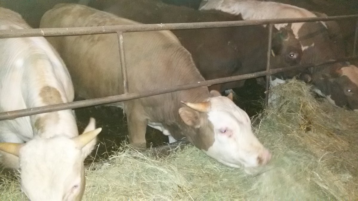 Откорм Бычков