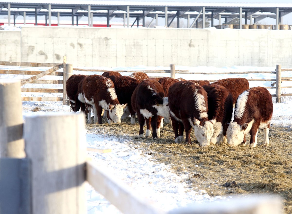 Герефорды бычки ферма
