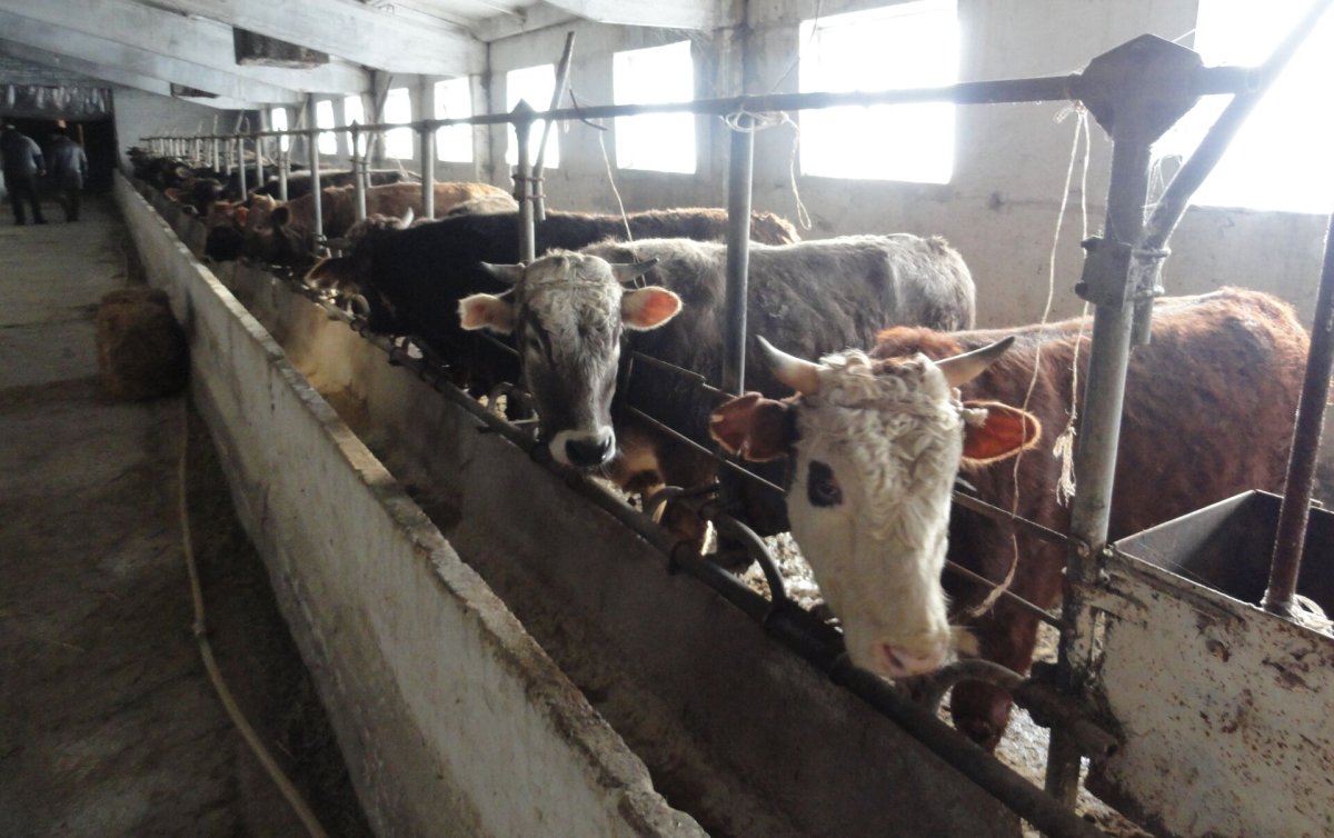 Откорм Бычков