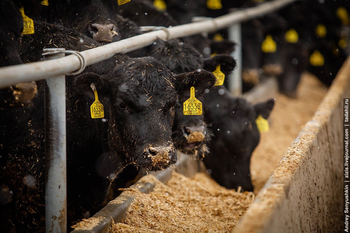 Бык на ферме