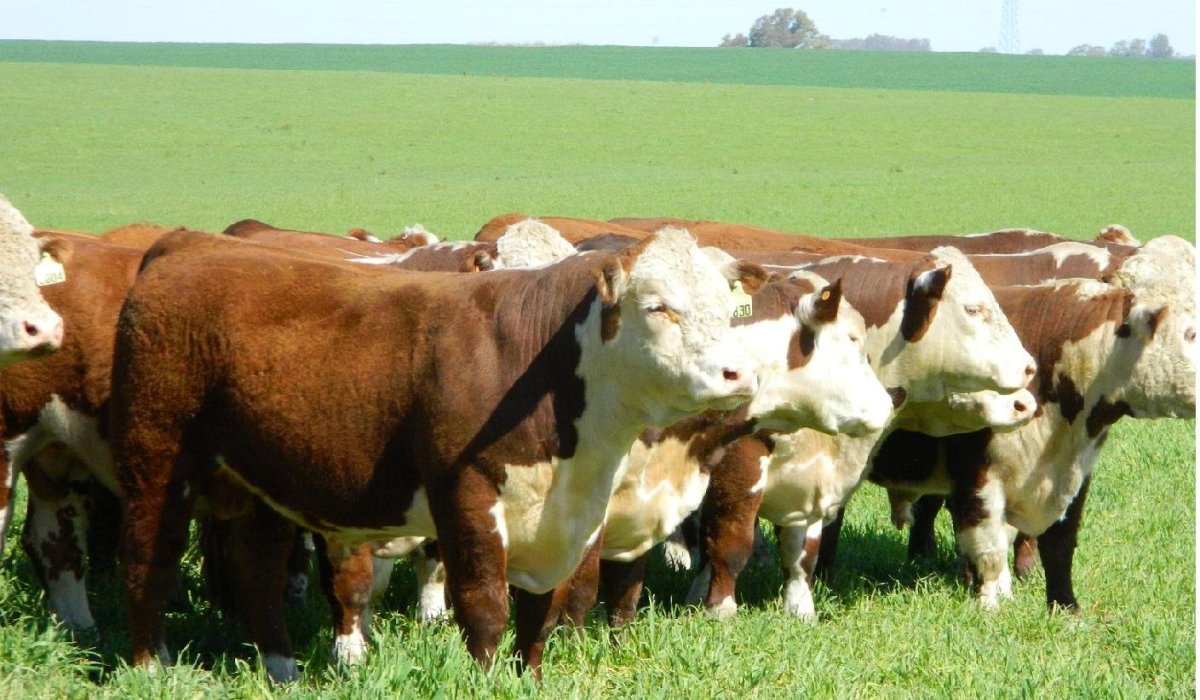 Герефордская порода Быков