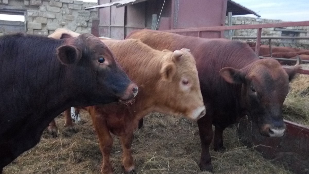 Откорм Бычков