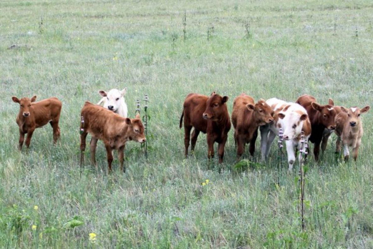 Молодняк на пастбище