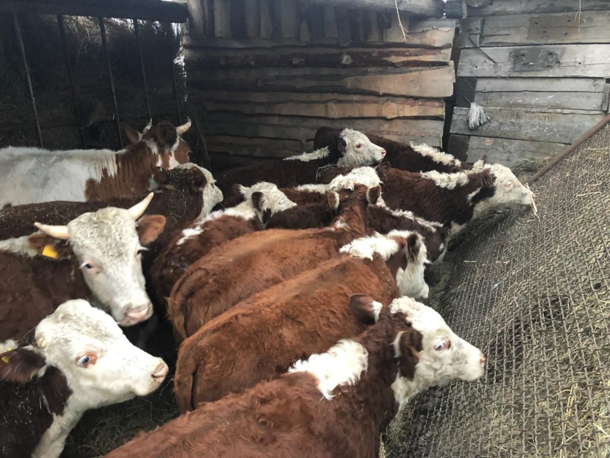 Откорм герефордов Бычков