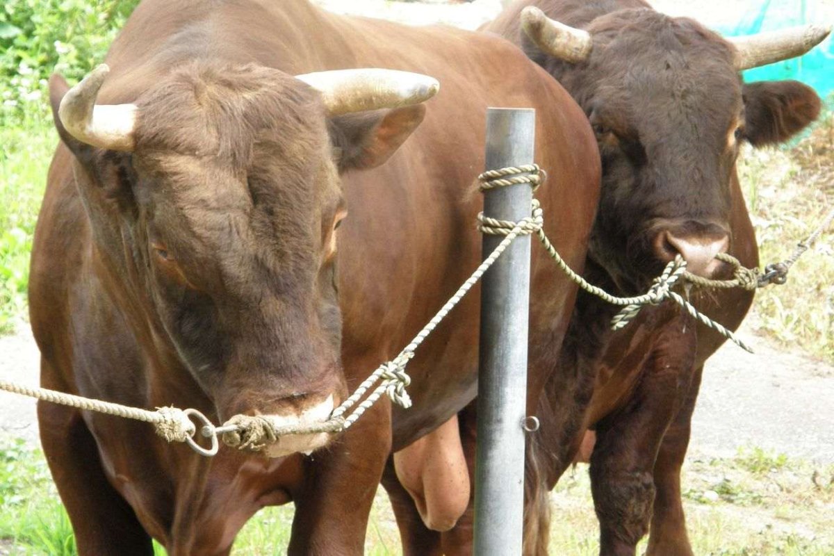 Стойло для быка