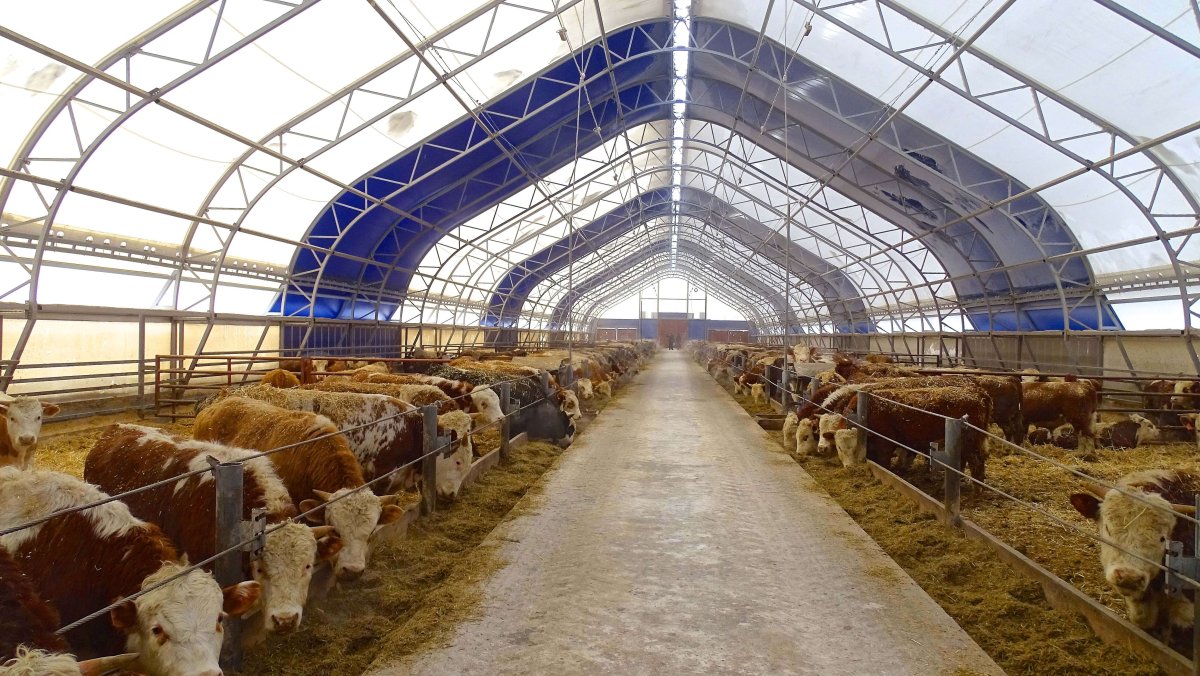 Откормочная ферма КРС на 100