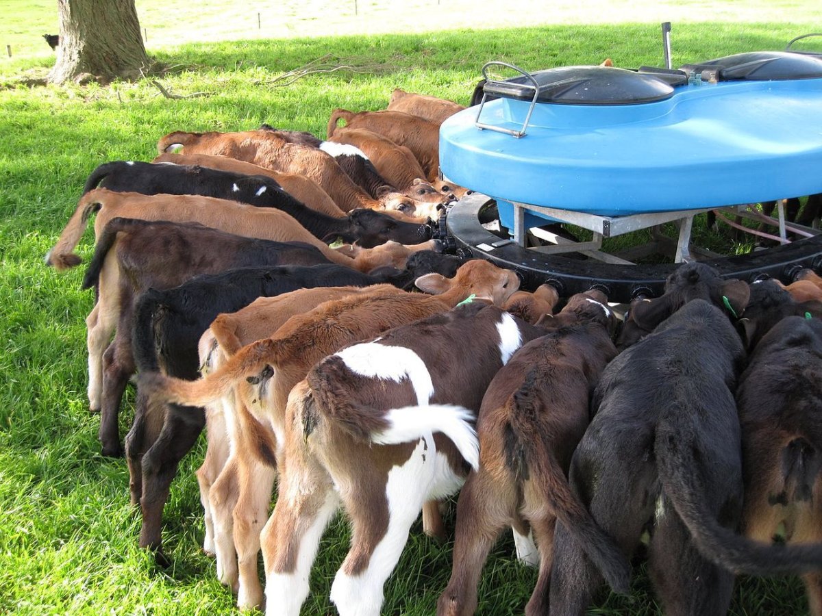 Кормление телят