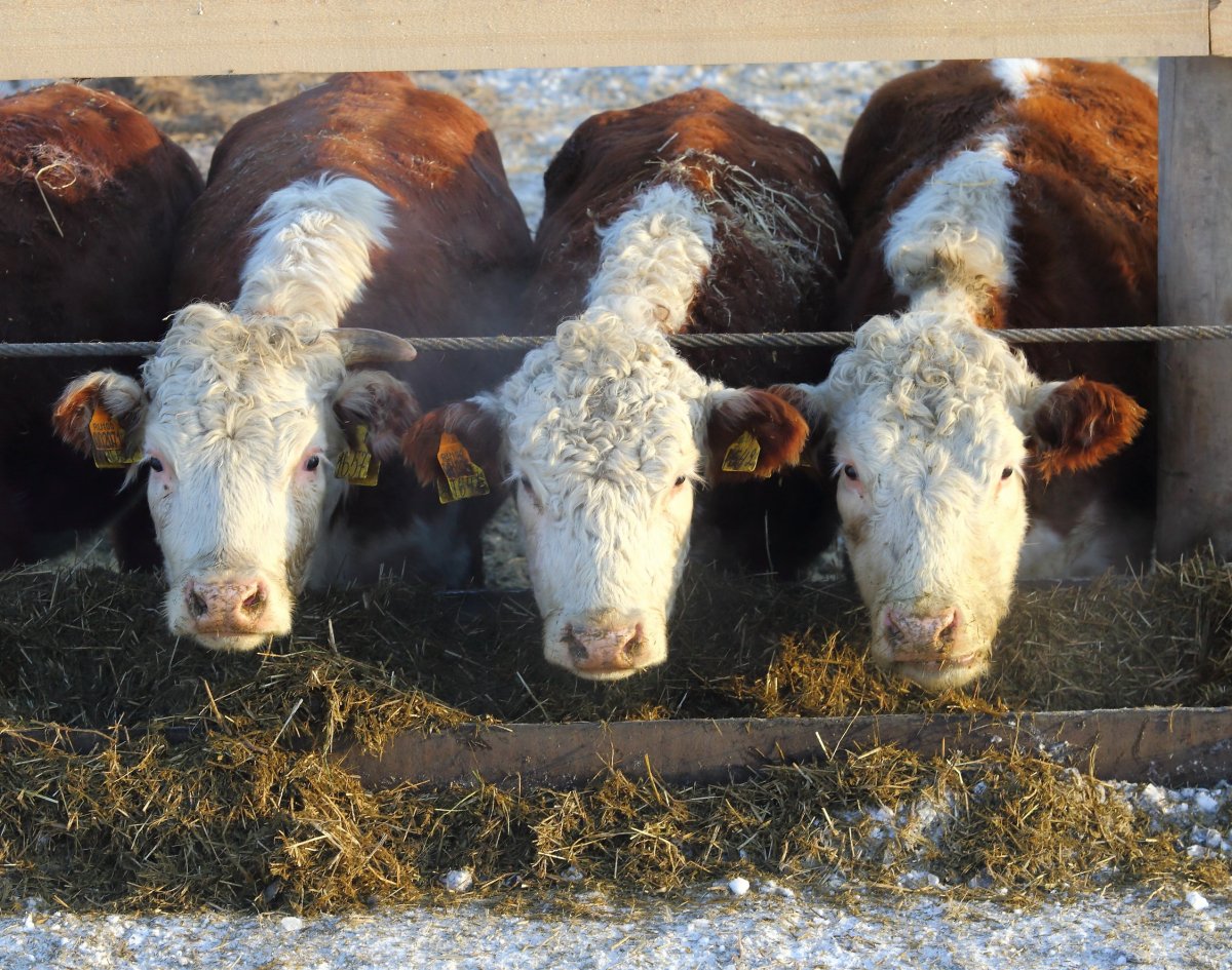 Откорм герефордов Бычков
