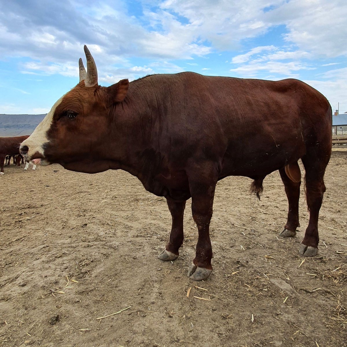 Бык калмыцкой породы самый большой