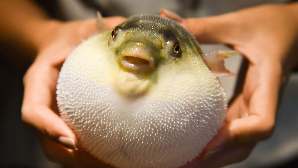 Рыба фугу аниме