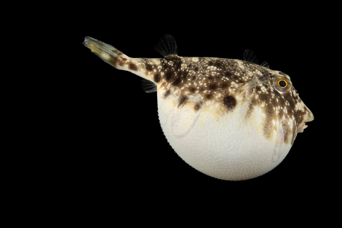 Рыба фугу в Японии