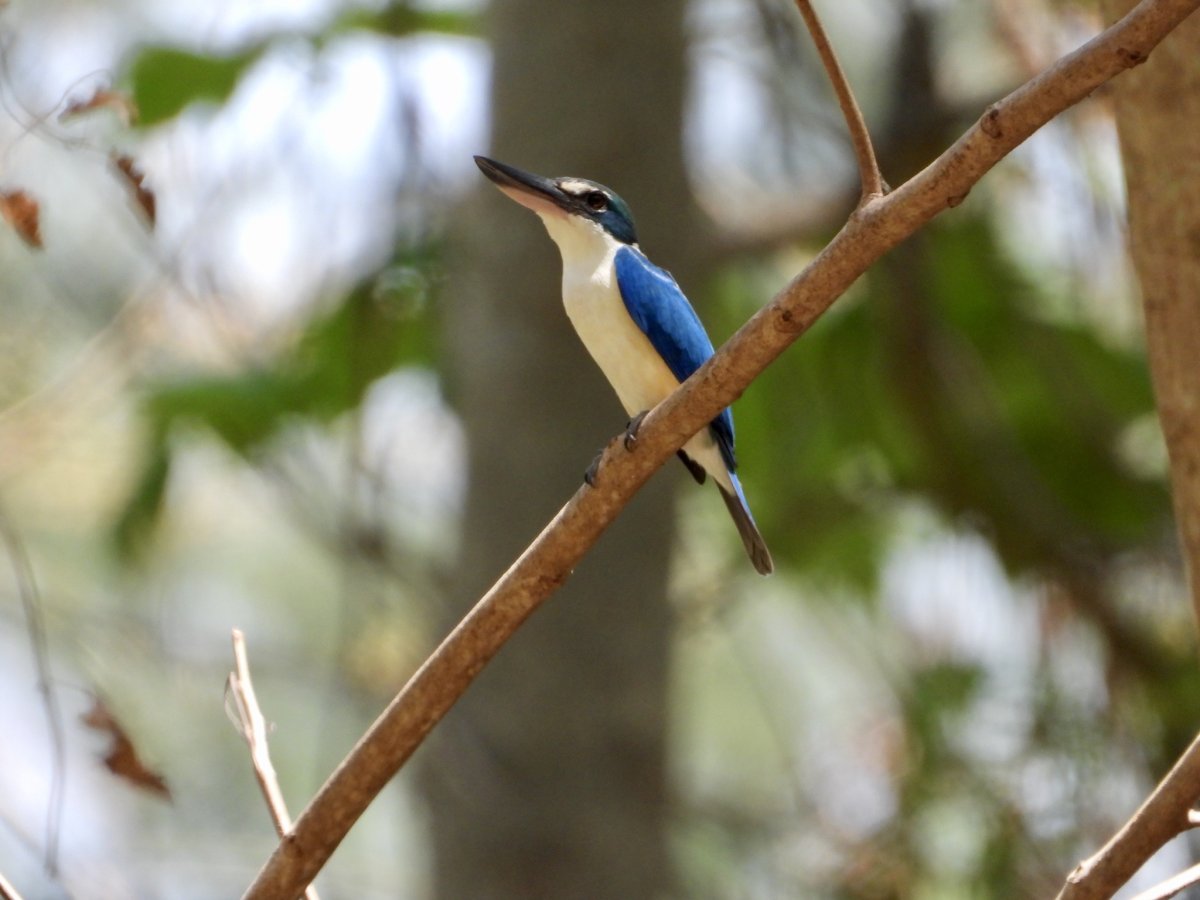 Большие птицы Тайланда