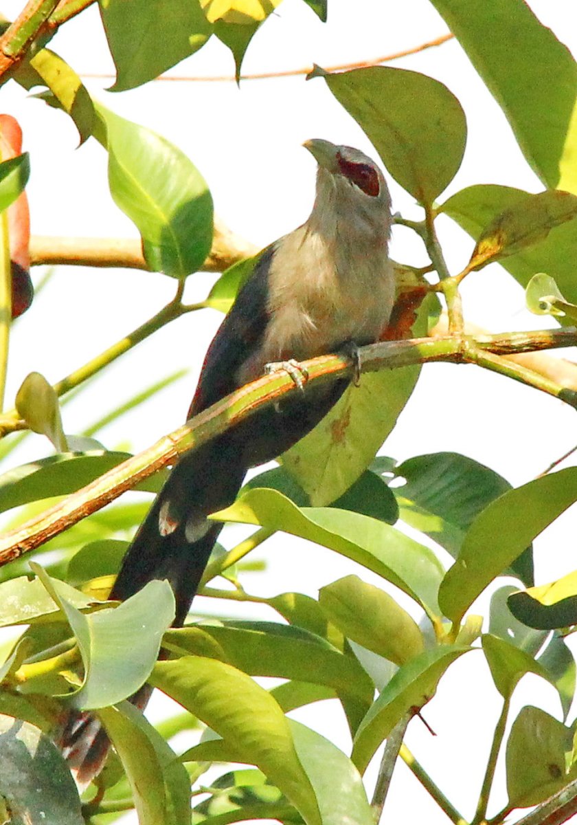 Синяя птица новой Зеландии
