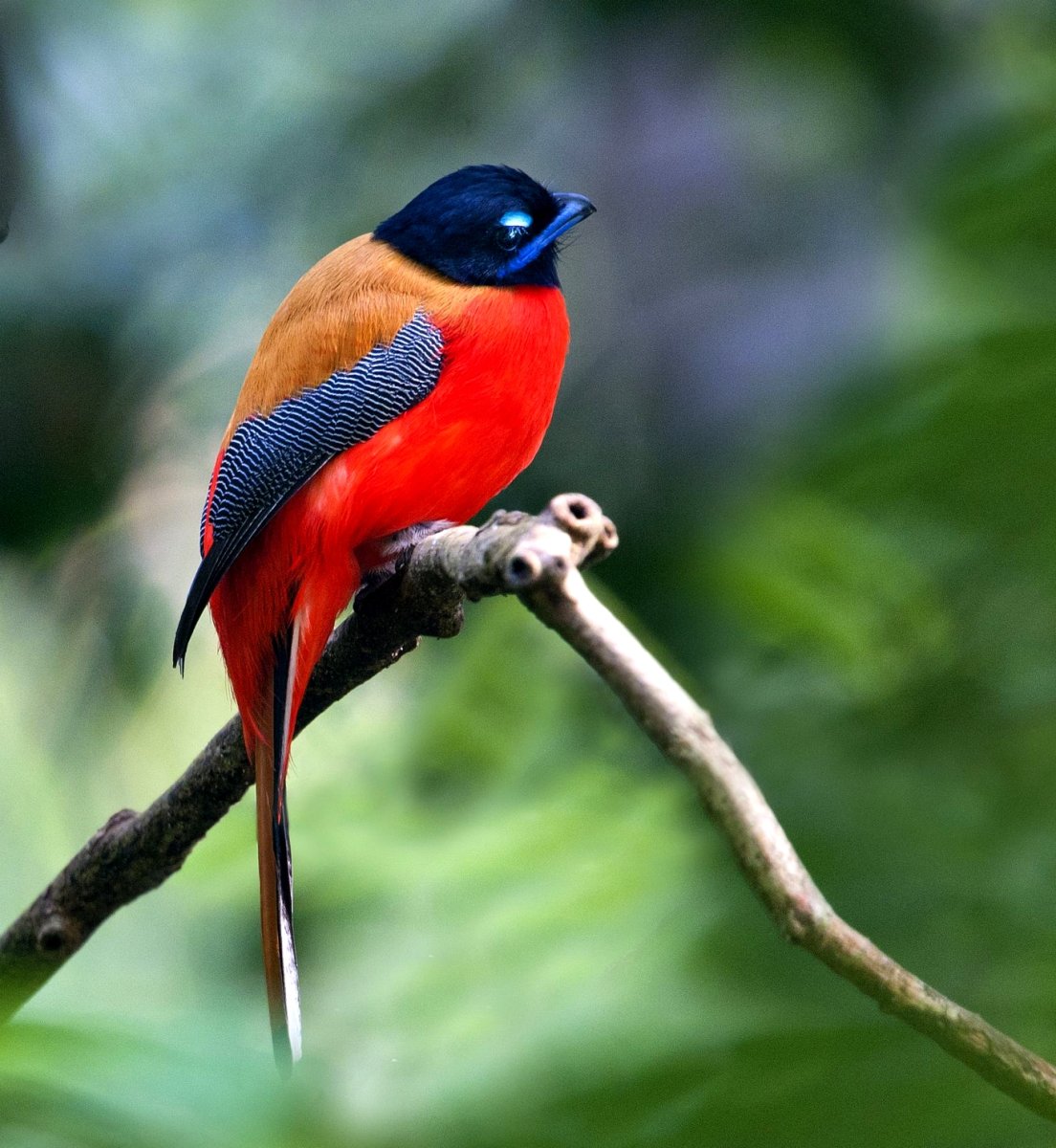 Птицы Тайланда