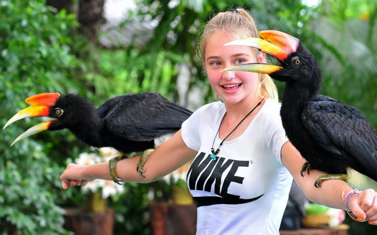 Таиланд попугаи