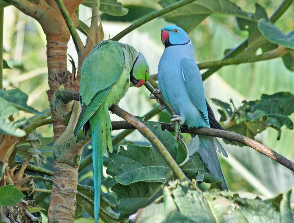 Синехвостая Питта