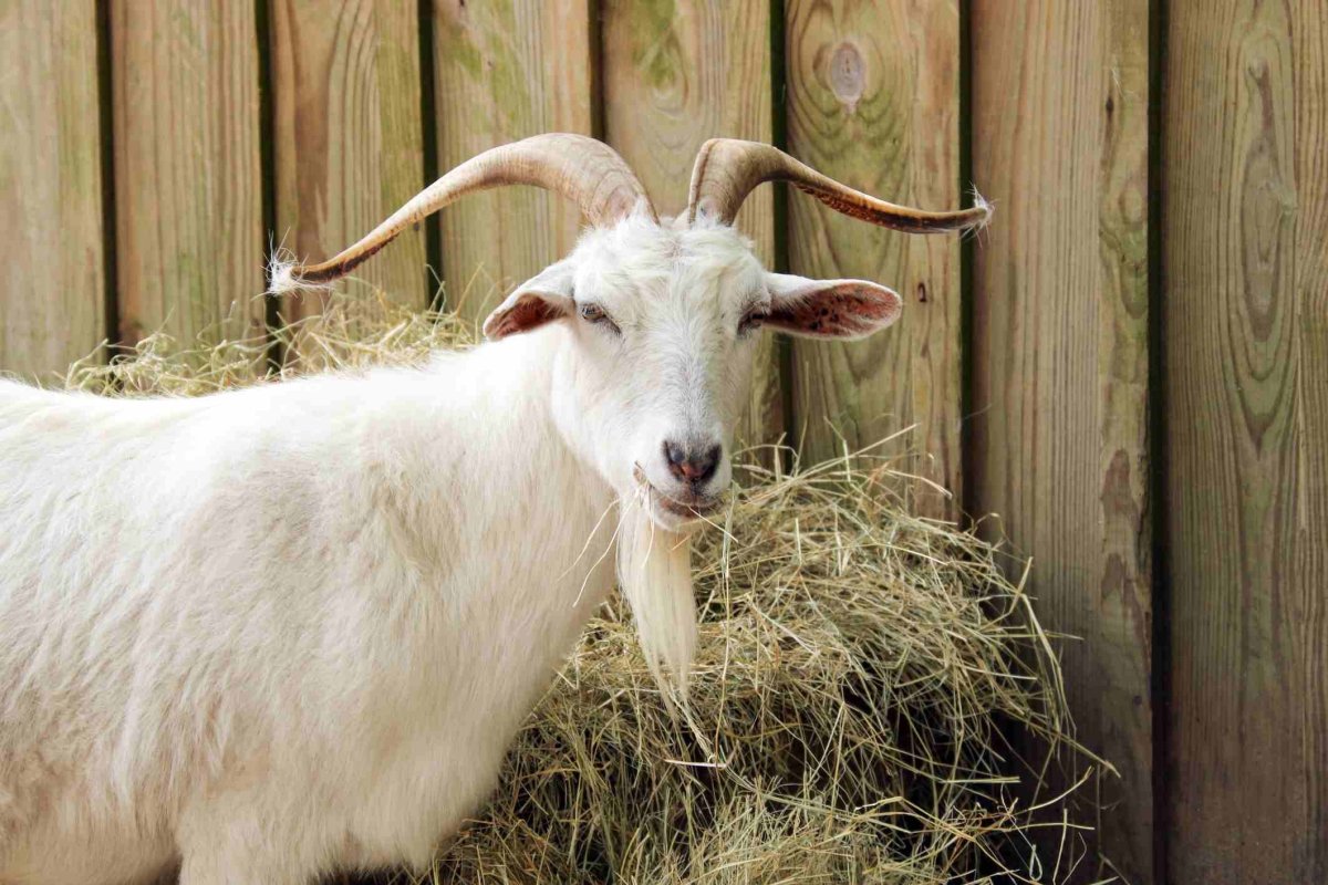 Кашемир овцы