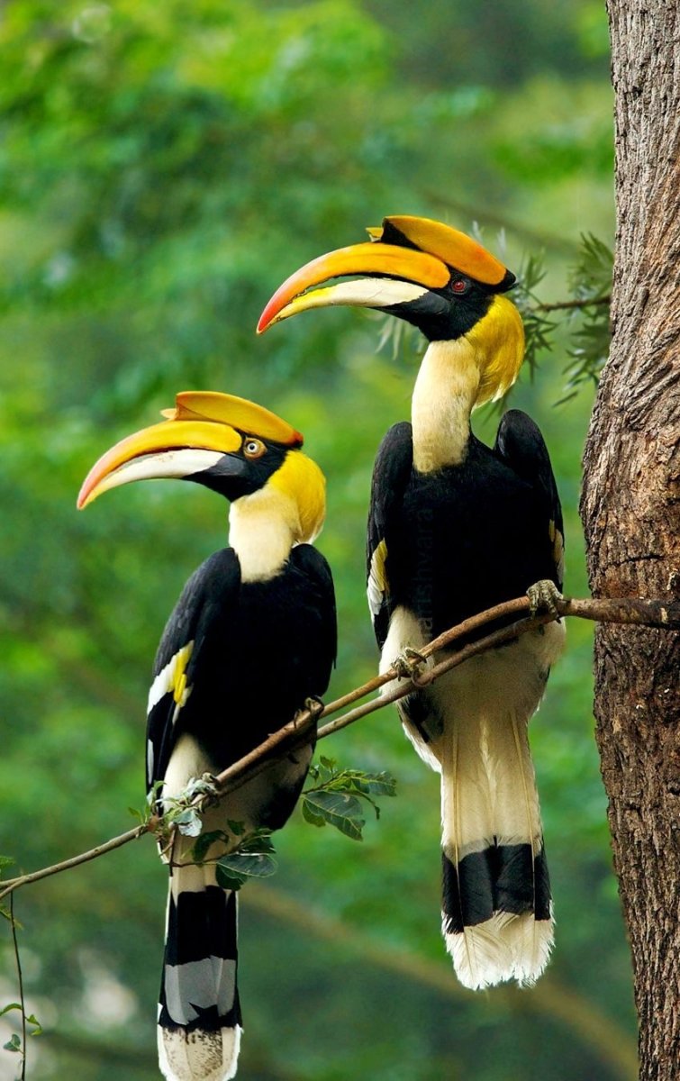 Двурогий калао / great Hornbill (Buceros bicornis)