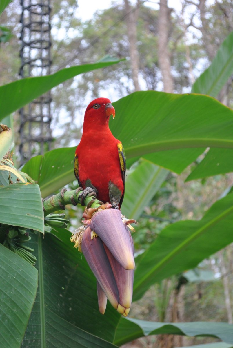 Вараны в Тайланде