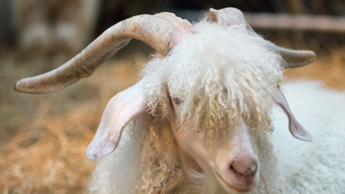 Кашмирская порода коз