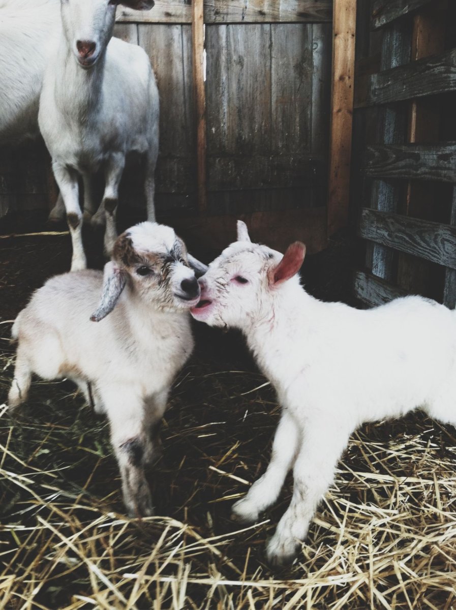 Козленок спит