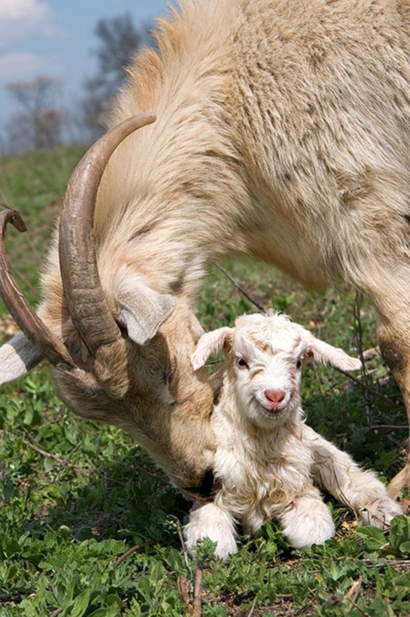 Маленькая козочка