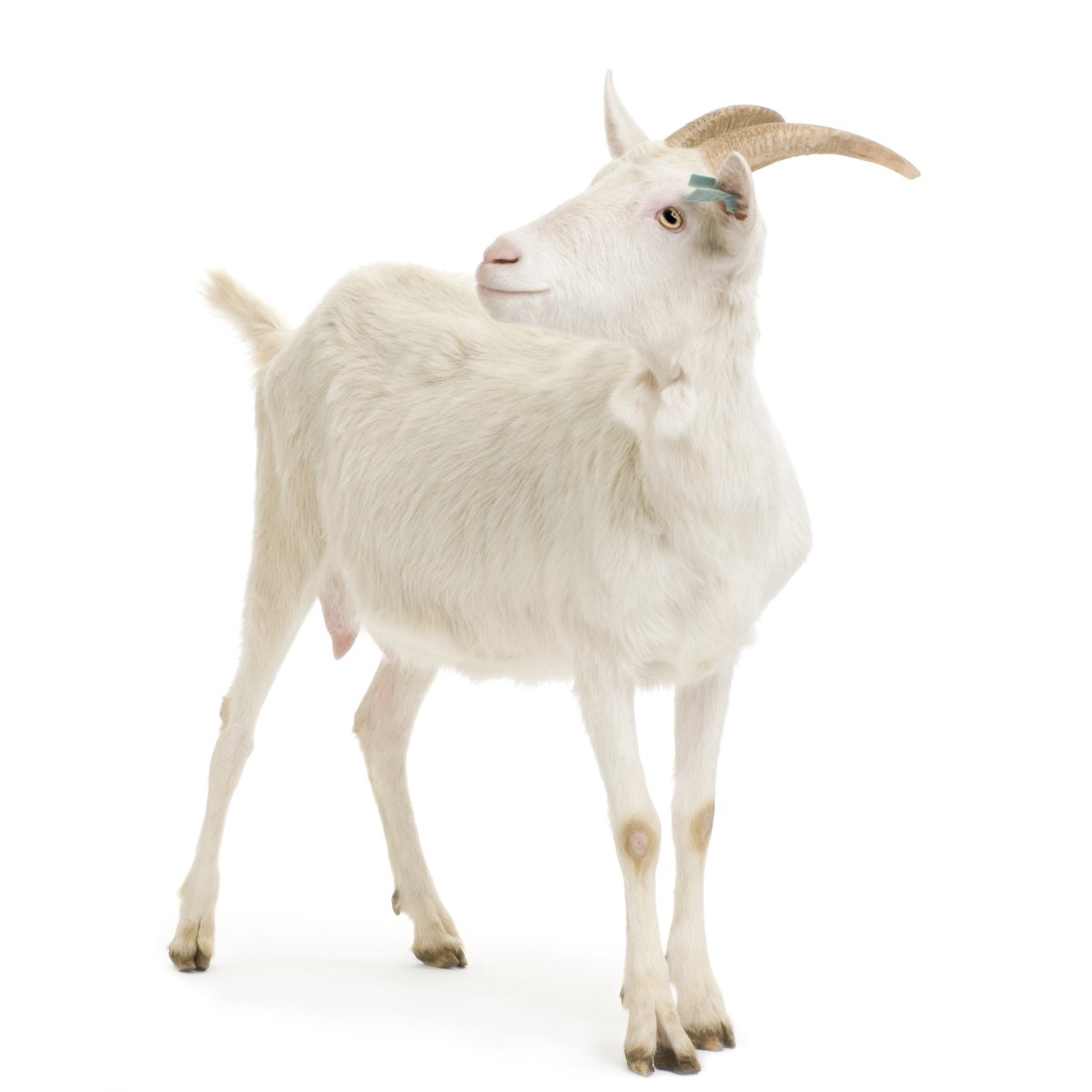 Козы целуются